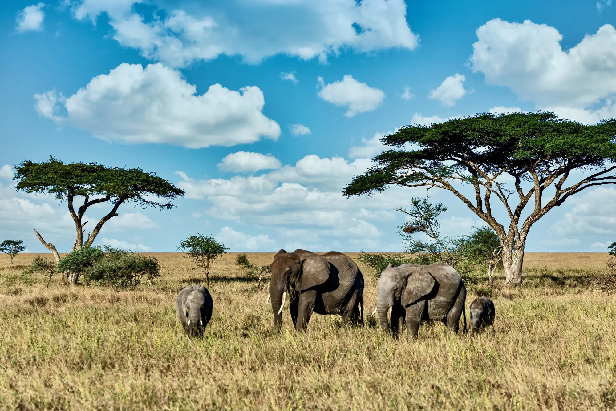 African elephants walking through open savanna beneath acacia trees