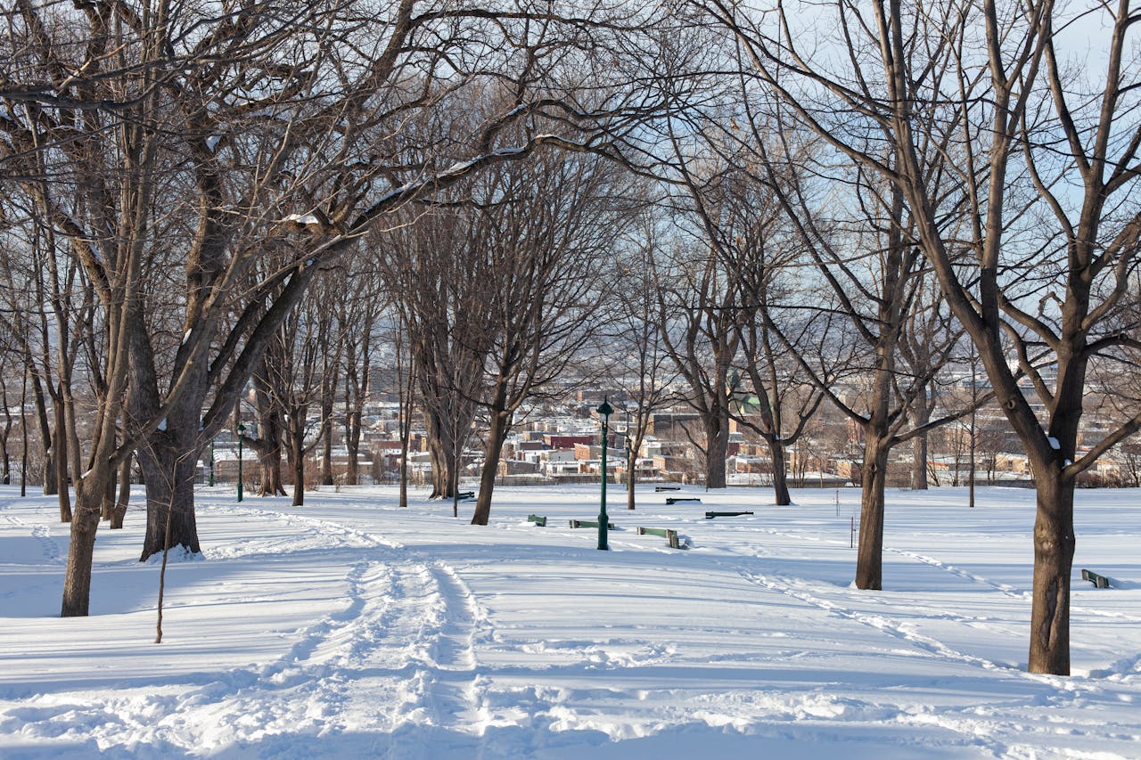 Snow-covered city park with leafless trees during a Canadian winter