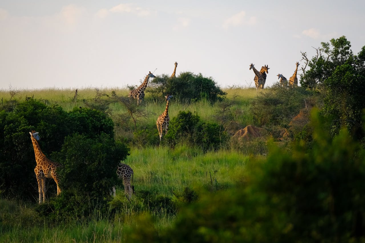 Giraffes roaming through lush green African savanna landscape