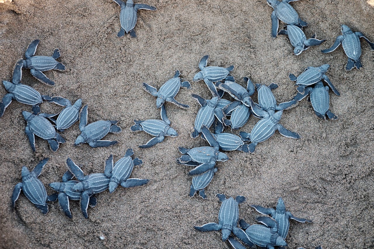 Newly hatched sea turtles crawling across a sandy beach toward the ocean