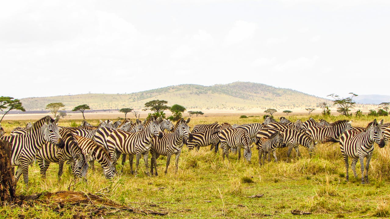 Large herd of zebras grazing across open African grassland