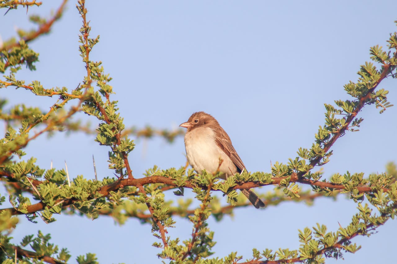 Small wild bird perched on leafy tree branch against blue sky