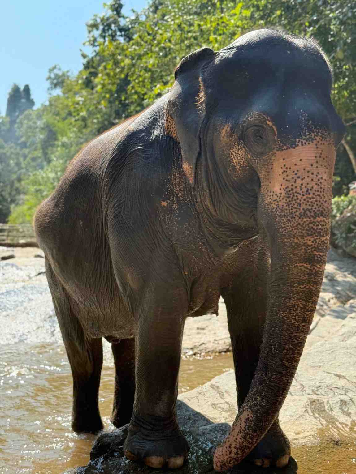 Asian elephant standing beside a shallow stream in a lush natural setting