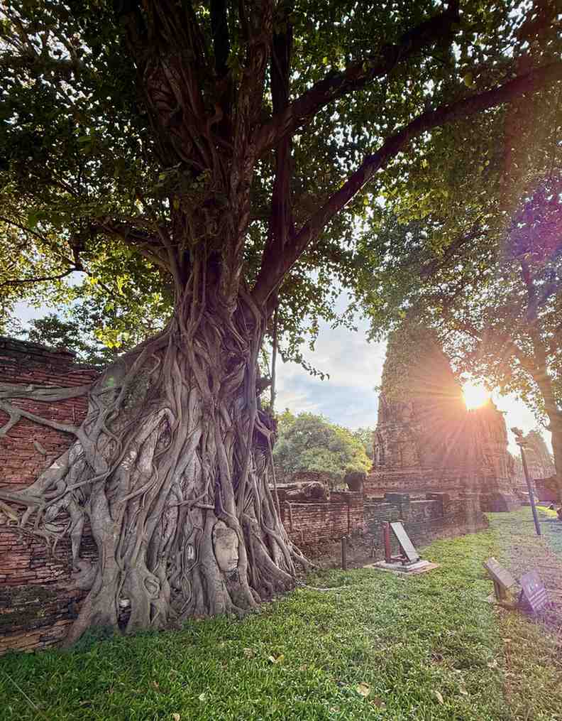 Ancient Thai temple ruins framed by a massive tree and warm sunlight